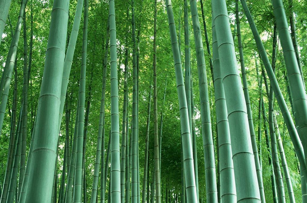 百竹園