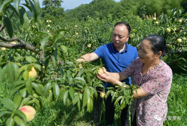 神山村村民彭夏英(右)在自家的黃桃果園內(nèi)查看黃桃生長情況