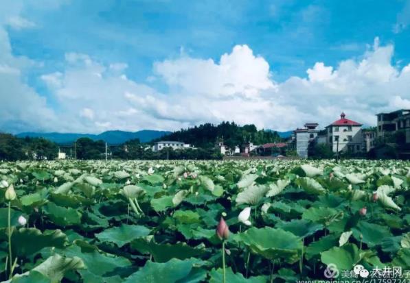 井岡山荷花鄉(xiāng)旅游攻略