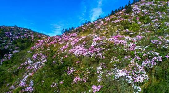 杜鵑花山