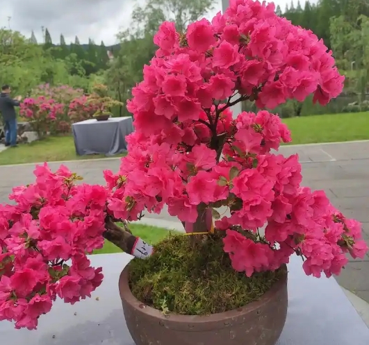 井岡山杜鵑花展覽