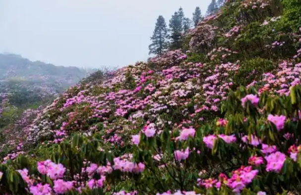 井岡山杜鵑花節(jié)