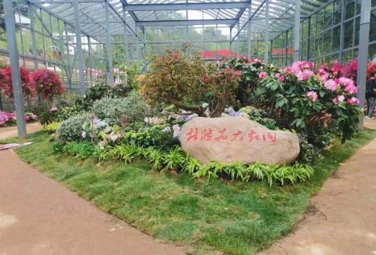 4月1日井岡山映山紅霞景區(qū)開園！萬畝杜鵑花海等你來打卡，附賞花攻略與常見問題
